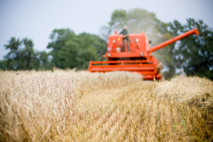 MRiRW: Tegoroczne zbiory zbóż mogą wynieść ponad 30 mln ton
