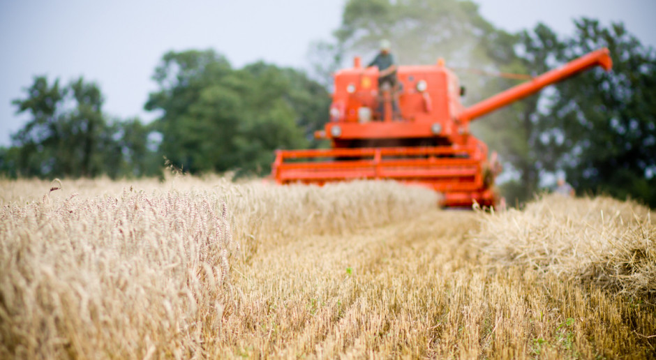 W wyniku rosnącego zużycia paszowego i przemysłowego spodziewane jest umiarkowane zwiększenie krajowego zapotrzebowania na zboża; Fot. Shutterstock MRiRW: Tegoroczne zbiory zbóż mogą wynieść ponad 30 mln ton
