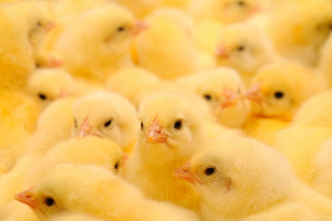 ARR: Rośnie produkcja kurczaków - będą tańsze