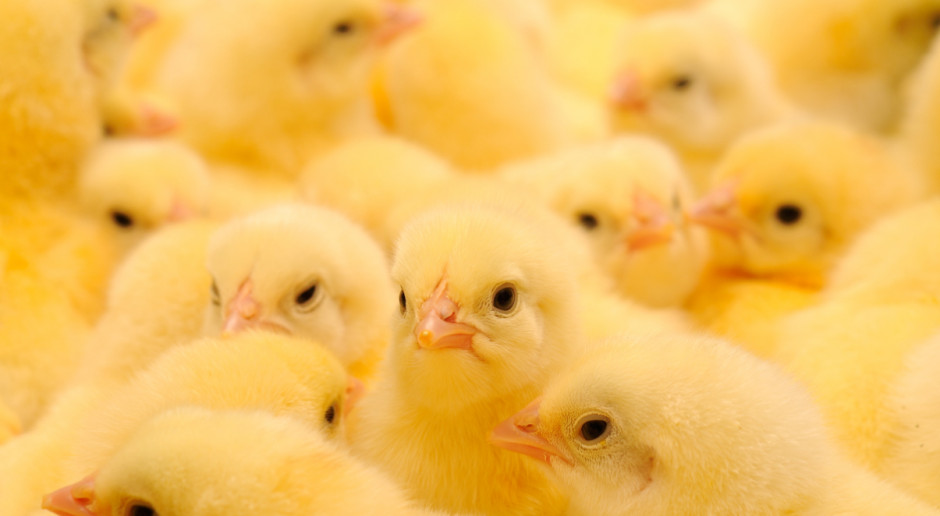 Fot. Shutterstock ARR: Rośnie produkcja kurczaków - będą tańsze