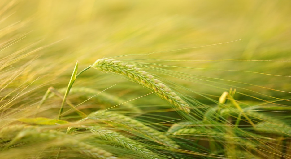fot. Pixabay Sytuacja na rynku zbóż według MRiRW