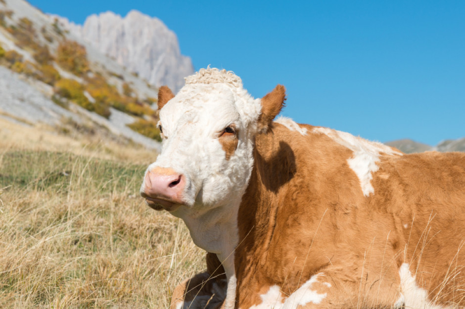 Nadec jest właścicielem sześciu gospodarstw mleczarskich i utrzymuje łącznie około 60 tysięcy krów, a także dwóch nowoczesnych zakładów mleczarskich wytwarzających 1,5 miliona litrów mleka dziennie; Fot. Shutterstock