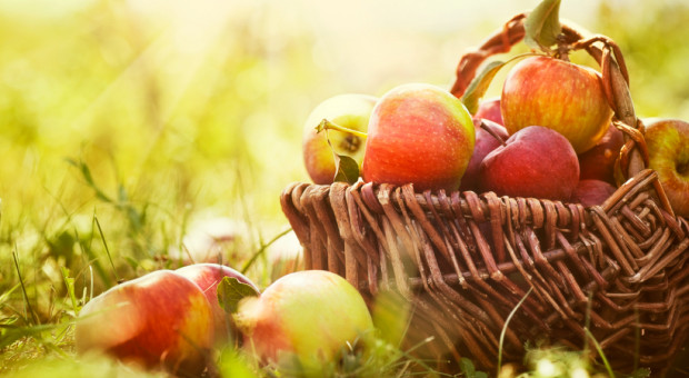 Rynek Hurtowy „Elizówka”  prowadzi skup jabłek