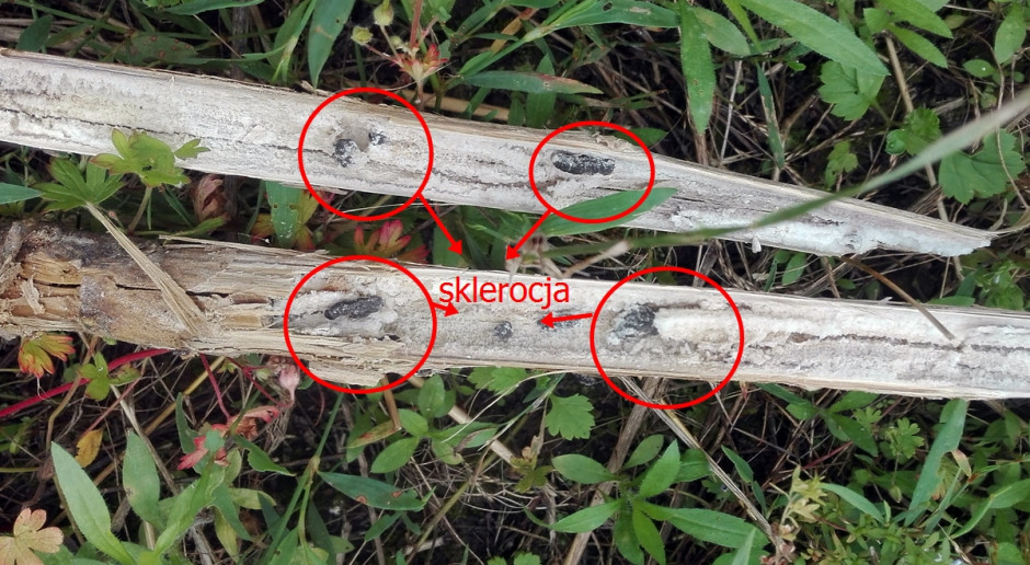 Sklerocja (przetrwalniki grzyba) obecne w łodydze rzepaku ozimego; Fot. Anna Kobus Zgnilizna twardzikowa zabrała plon rzepaku