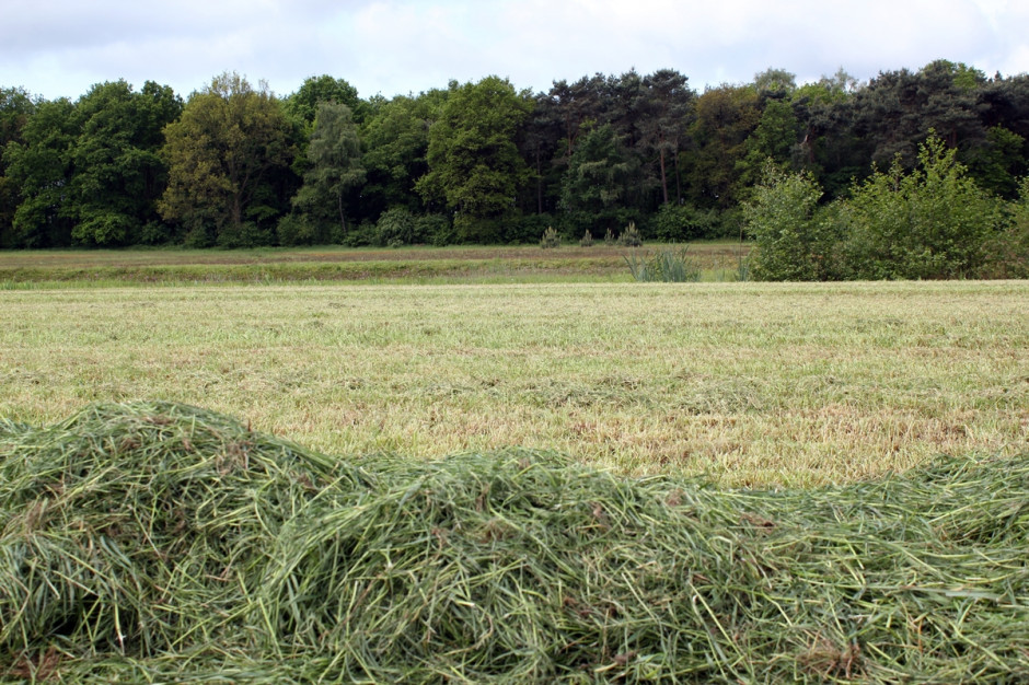 Według ARiMR niewykaszanie łąk jest najczęściej stwierdzaną podczas kontroli niezgodnością popełnianą przez rolników ubiegających się o dopłaty bezpośrednie. Wykroczenie to podlega sankcji; Fot; Anna Kobus