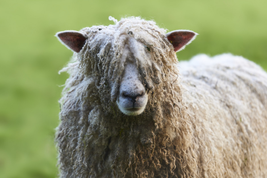 W tym roku rekord ustanawiał Nowozelandczyk - Rowland Smith, który w ciągu 8 godzin ostrzygł 644 owce; Fot. Shutterstock