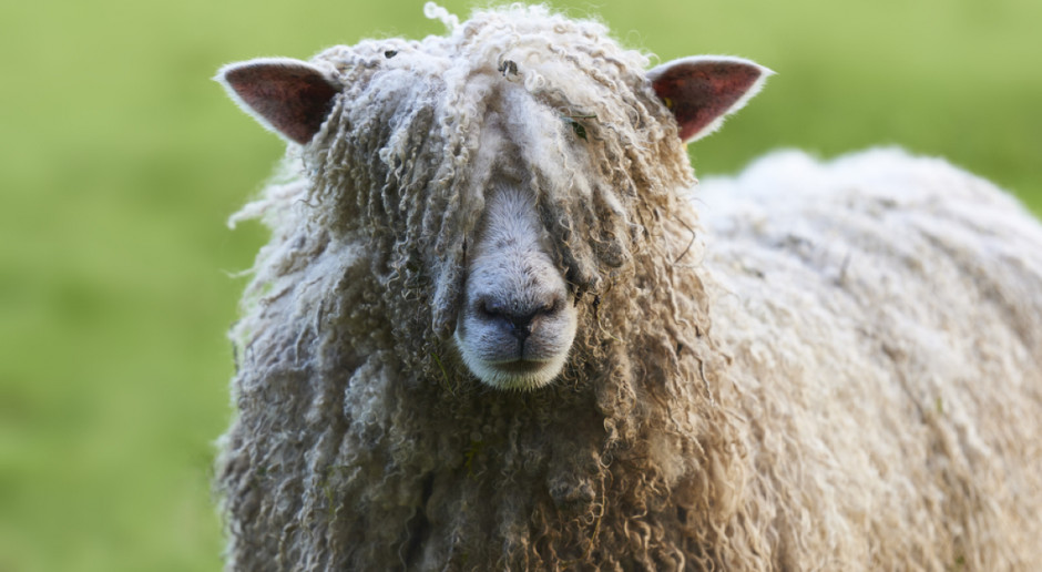 Rekord Guinessa w strzyżeniu owiec