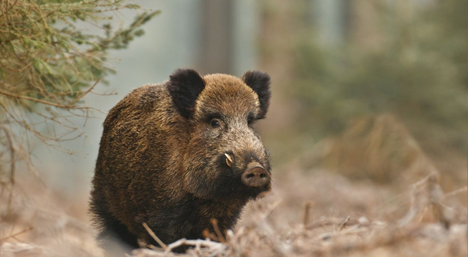 Fot. Shutterstock Jurgiel: Redukcja dzików, bioasekuracja i budowa ogrodzenia w walce z ASF