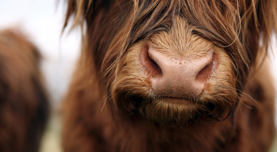 Fot. Shutterstock Królewska wołowina z rasy Highland Cattle