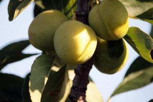 Owoce wolne od pozostałości pestycydów
