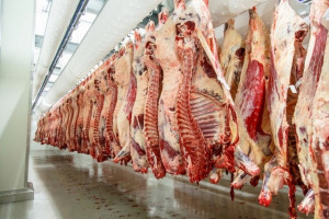 UE oczekuje lekkiego wzrostu produkcji wołowiny