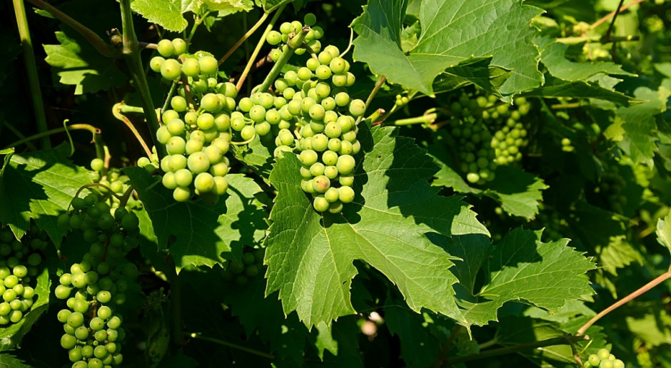 Na zmniejszenie wyników wiobrania we Francji wpływ miały: mrozy, gradobicia i susza (Fot.pixabay.com) Francja oczekuje mniejszej produkcji wina