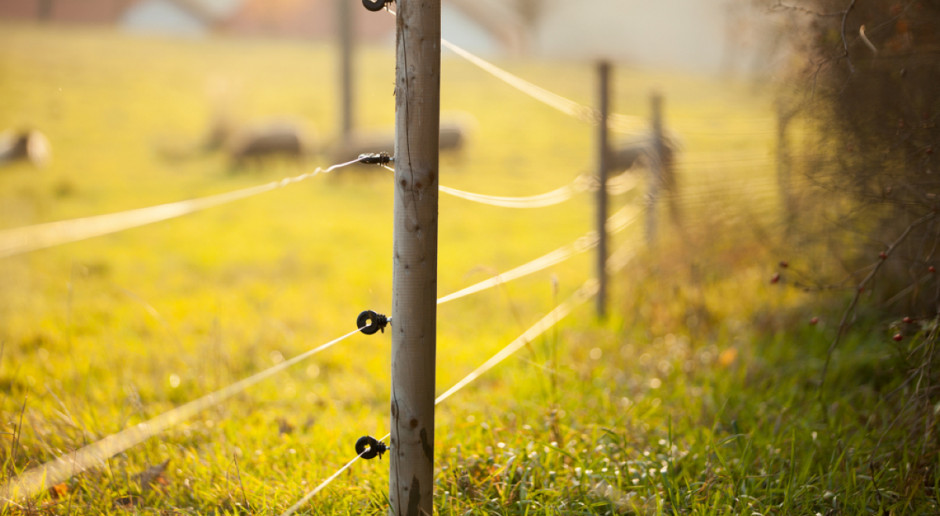 Fot. Shutterstock Czechy: Elektryczny płot wesprze walkę z afrykańskim pomorem świń