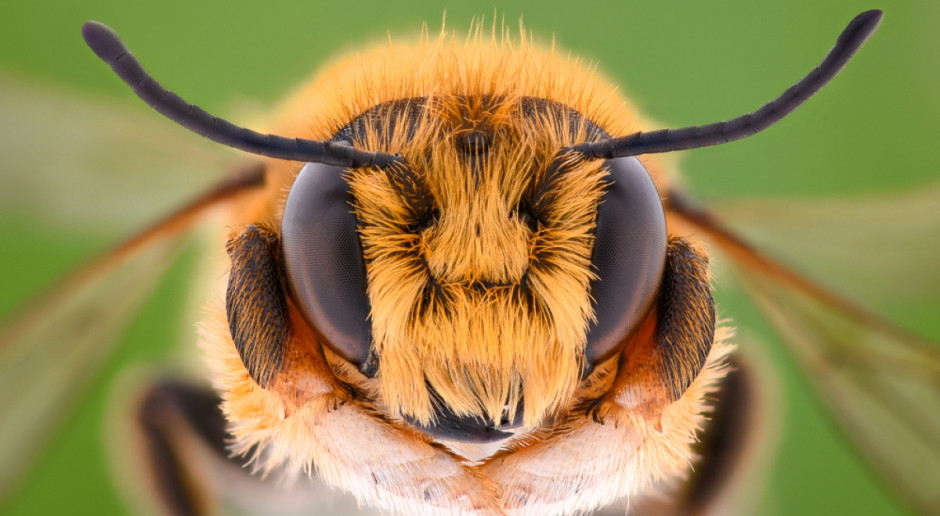 Fot. Shutterstock Proekologiczne projekty Ciechanowa dla owadów, w tym pszczół