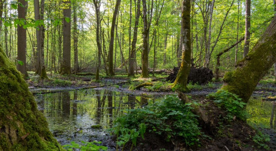 Fot. Shutterstock Czy rolnika powinien obchodzić spór o Puszczę Białowieską?