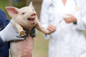Ile kosztuje utylizacja świń na obszarach ASF?