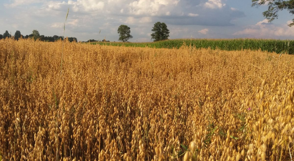 Trwa intensywny czas żniw. Ceny w skupach rolnych zmieniają się z dnia na dzień. Niestety częściej wiążą się one ze spadkiem niż ze wzrostem; Fot.J.Groszyk Zmienne ceny w skupach rolnych