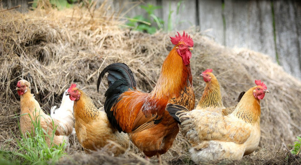 W Czechach z powodu grypy ptaków zakaz hodowli na wolnym powietrzu