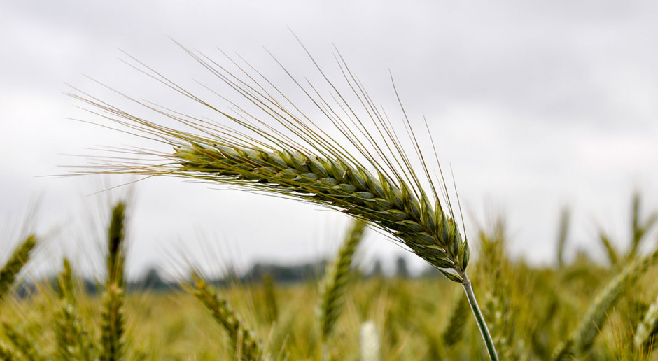 Na ogół bardzo dużo miejsca na łamach „Farmera” poświęcamy pszenicy ozimej, która jest niekwestionowanym liderem wśród uprawianych w Polsce zbóż Za co lubimy pszenżyto?