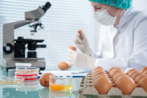 Holandia: Z powodu skażenia jaj ponad milion sztuk kur do likwidacji