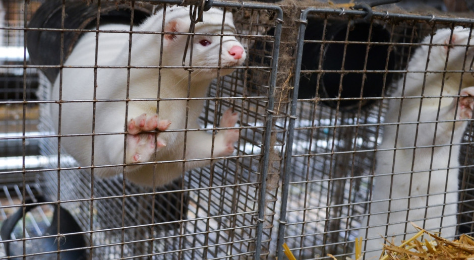 Prokurator domaga się 2 miesięcy więzienia z warunkowym zawieszeniem jej wykonania na 2 lata, nadzór kuratora oraz nawiązkę w wysokości 1 tys. zł na cel związany z ochroną zwierząt. Ostateczną decyzję podejmie sąd w Ostrowie Wlkp. Fot. Shutterstock 31-latek oskarżony o znęcanie nad norkami