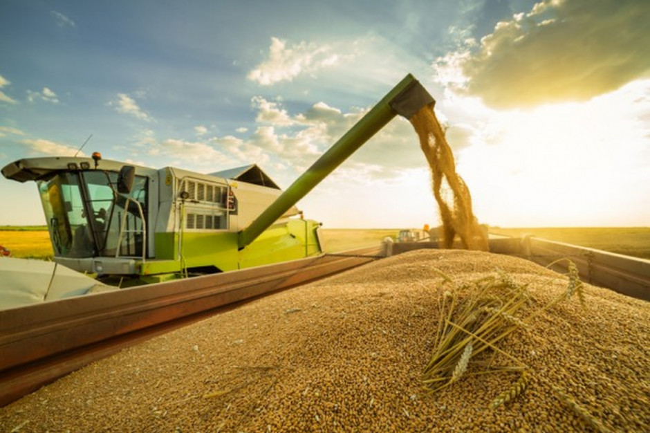 Według ukraińskiego ministerstwa rolnictwa, zbiory zbóż w tym roku powinny wynieść 60,2 mln ton (Fot. Shutterstock)