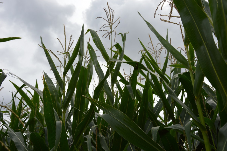 Zachodnią kukurydzianą stonkę korzeniową zwalcza się od fazy kwitnienia kukurydzy; Fot. Katarzyna Szulc