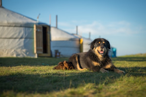 Mongolia: Przywrócona do łask rasa psa pasterskiego