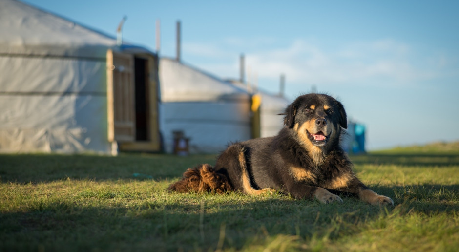 Niegdyś wilczarze niezwykle skutecznie pilnowały mongolskich stad i niemal każda koczownicza rodzina miała co najmniej jednego takiego psa. Fot. Shutterstock Mongolia: Przywrócona do łask rasa psa pasterskiego