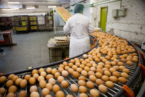 MRiRW: Skażone jajka z Belgii nie były wysyłane do Polski
