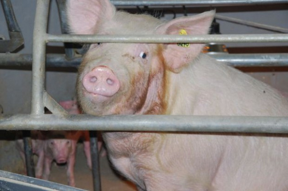 W Niemczech w I połowie 2017 r. ubojowi  poddano 28,6 mln sztuk świń, czyli o 701 400 mniej niż przed rokiem (spadek o 2,4 proc.) (Fot.Shutterstock)
