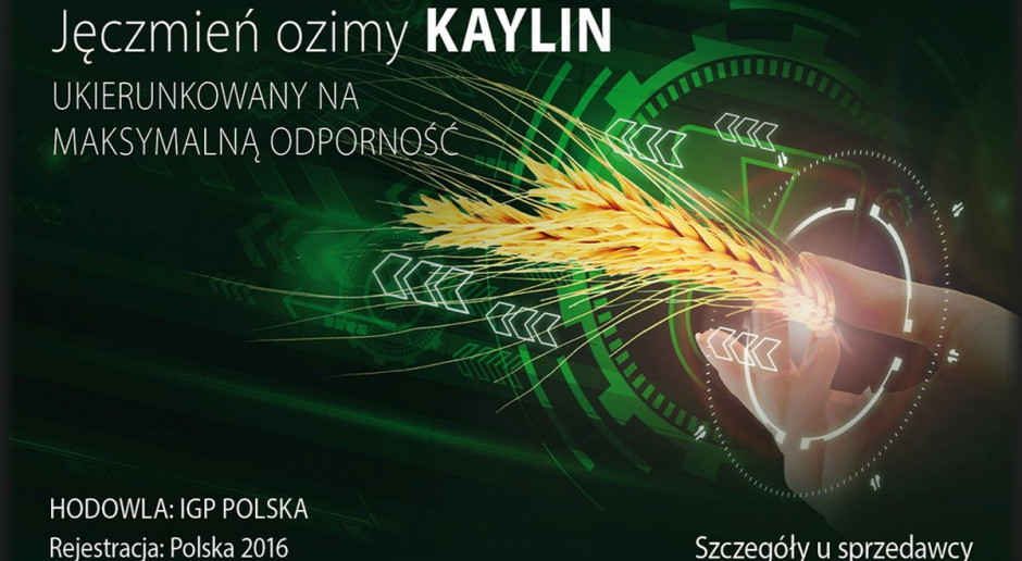 Kaylin doskonały jęczmień ozimy na wszystkie stanowiska