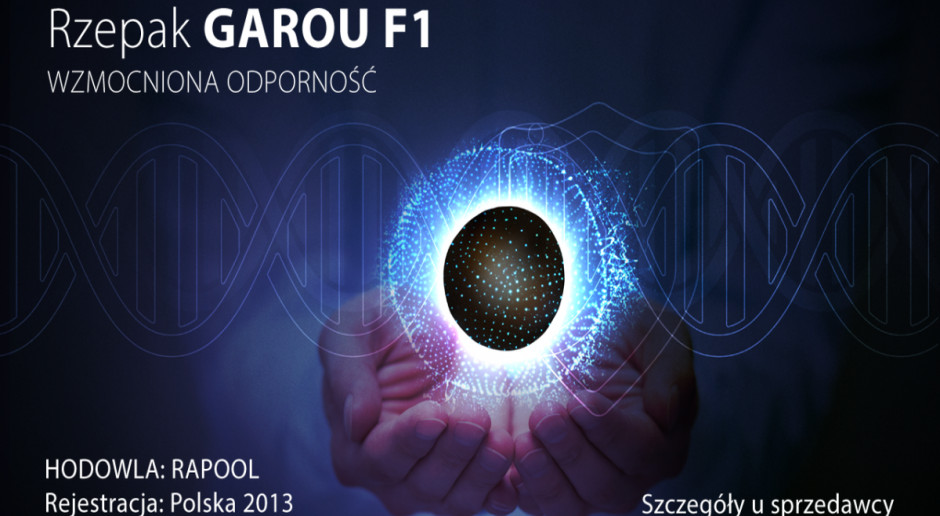 Rzepak ozimy Garou F1- wybitna zimotrwałość i odporność na choroby