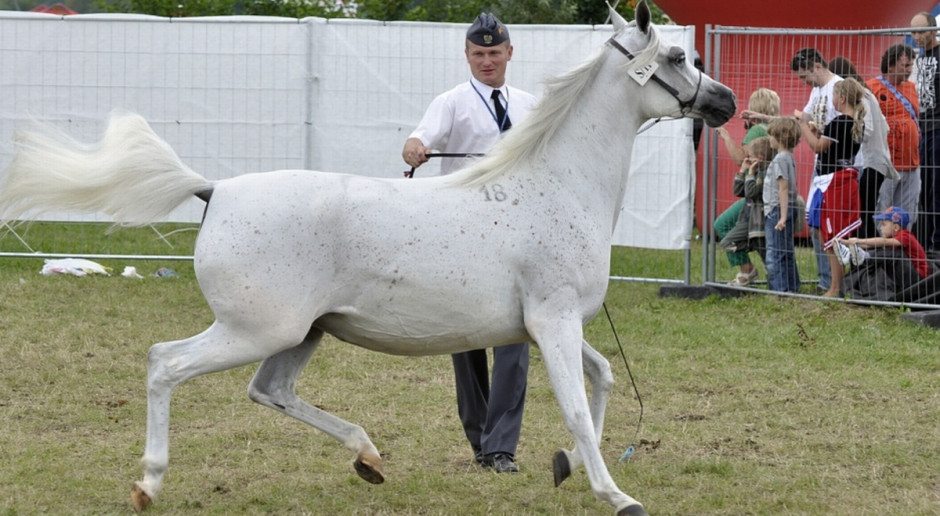 48. Aukcja Koni Arabskich Czystej Krwi Pride of Poland odbędzie się w niedzielę wieczorem, fot. A. Królak Święto Konia Arabskiego od piątku w Janowie Podlaskim