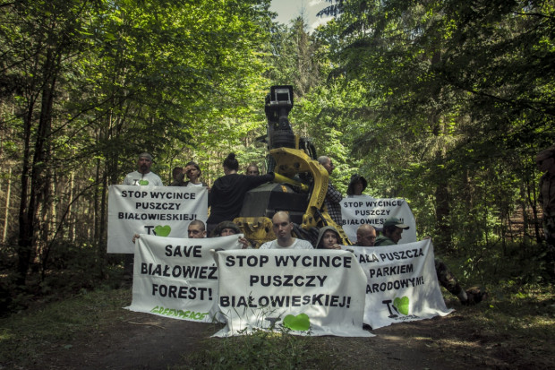 Piąta blokada wycinki Puszczy Białowieskiej, fot. Rafał Wojczal/Greenpeace/Flickr.com Proces osób obwinionych wz. z blokowaniem wycinki w Puszczy Białowieskiej
