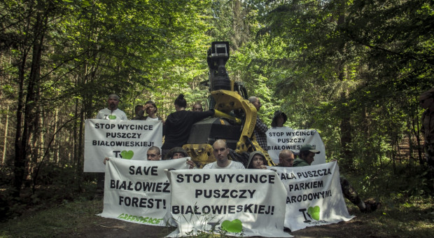 Proces osób obwinionych wz. z blokowaniem wycinki w Puszczy Białowieskiej