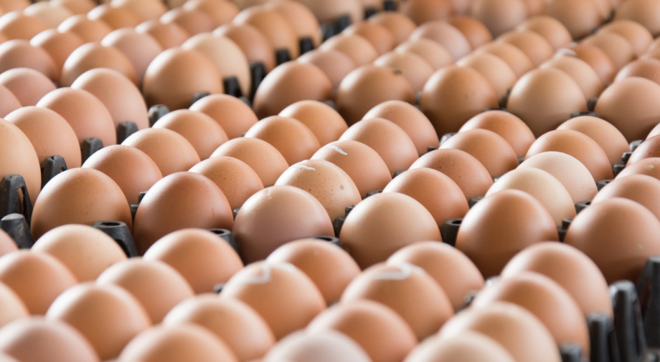 Fot. Shutterstock Polska korzysta na aferze ze skażonymi jajami