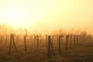 ARR: Na listę producentów win wpisano 197 producentów