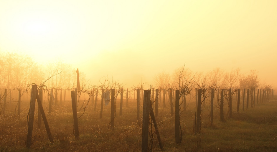 Agencja Rynku Rolnego prowadzi ewidencję producentów i przedsiębiorców wyrabiających wino z winogron pozyskanych z upraw winorośli położonych na terytorium Polski, które jest przeznaczone do rynkowej sprzedaży, fot. Shutterstock ARR: Na listę producentów win wpisano 197 producentów