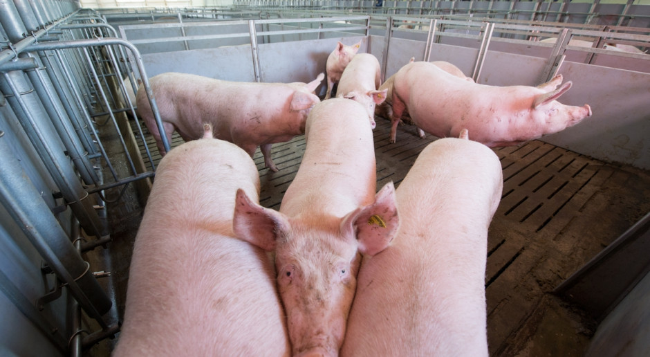 „Farmer” nie uzyskał dotąd odpowiedzi na pytania związane z zakresem i kosztem „uboju bioasekuracyjnego”, tj. uboju prowadzonego w gospodarstwach leżących w obszarze objętym ASF, ale dotyczącego świń zdrowych, fot. Shutterstock Jaki jest „ubój bioasekuracyjny”?