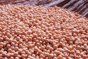 USDA: Większa prognoza światowej produkcji nasion oleistych