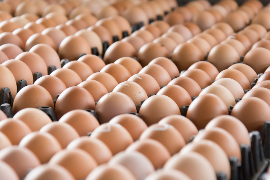 Szacuje się, że po Europie krąży wiele milionów jaj, do których dostał się fipronil, insektycyd, którego używanie w hodowlach zwierząt przeznaczonych do konsumpcji jest zabronione, fot. Shutterstock
