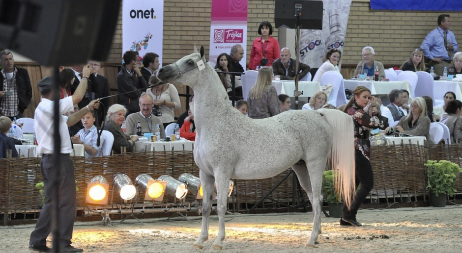 Rekordowa kwota licytacji na Pride of Poland padła w 2015 r. Wówczas za 1,4 mln euro - nabywcy ze Szwajcarii - sprzedana została 10-letnia siwa klacz Pepita, wyhodowana w Janowie Podlaskim. Podczas całej aukcji sprzedano 24 konie za niemal 4 mln euro, fot. A. Królak 410 tys. euro za konie na aukcji Pride of Poland w Janowie Podlaskim