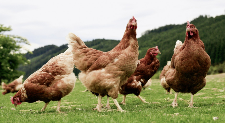Hodowcy biologiczni czują się oszukani przez firmę ChickFriend, która sprzedała im produkt (który miał być) czysty i naturalny Fot. EC 2017 Skandal z fipronilem - ekologiczni hodowcy czują się oszukani