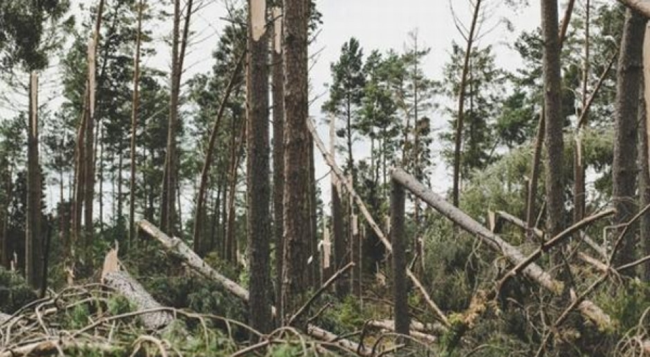 Fot. www.gdansk.lasy.gov.pl/Michał Polasik RDLP w Gdańsku: Wg wstępnych szacunków wiatr powalił ponad 6 tys. ha lasu