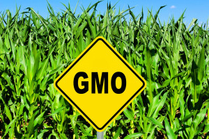 Po co nam III memorandum w sprawie GMO?