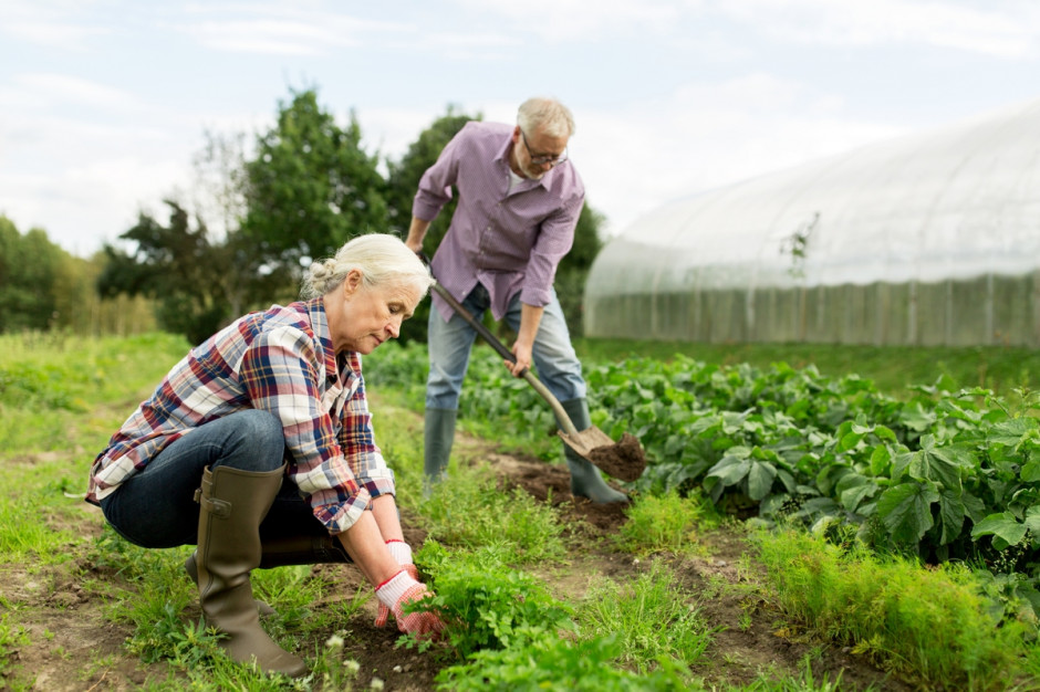 Nowe przepisy mają umożliwić rolnikom wcześniejsze przechodzenie na emeryturę oraz znieść konieczność zaprzestania działalności rolniczej w związku z przejściem na emeryturę, fot. Shutterstock