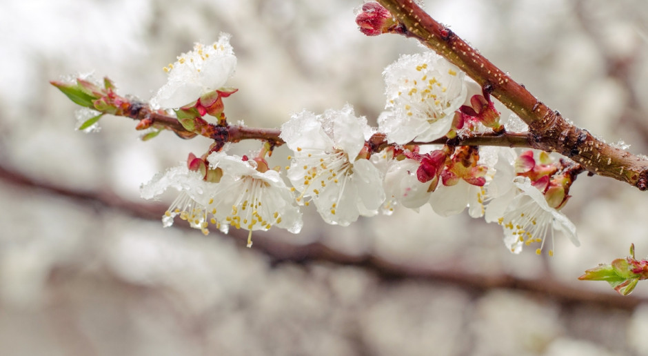 Fot. Shutterstock Świętokrzyskie: Klęska nieurodzaju w sadach