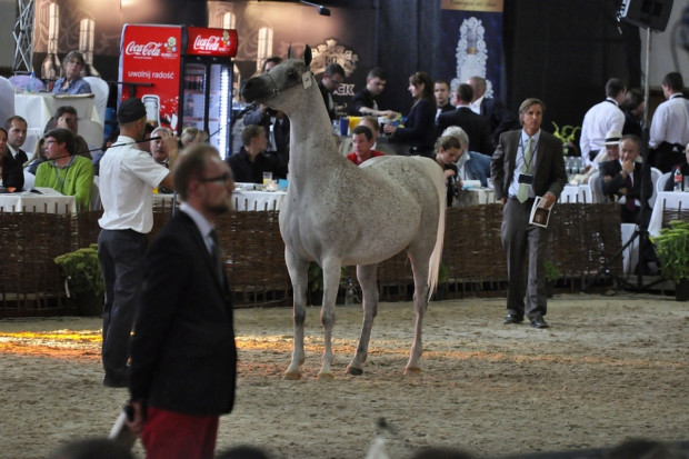 Narodowy pokaz koni arabskich od piątku w Janowie Podlaskim