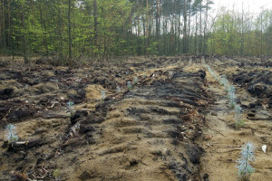 Lasy Państwowe: 500 zł mandatu za złamanie zakazu wstępu do lasu